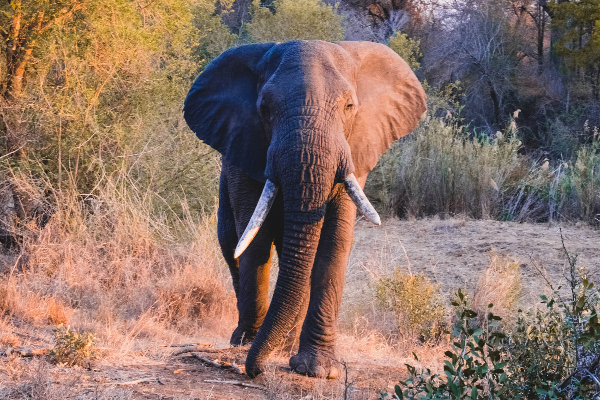 safari in south africa