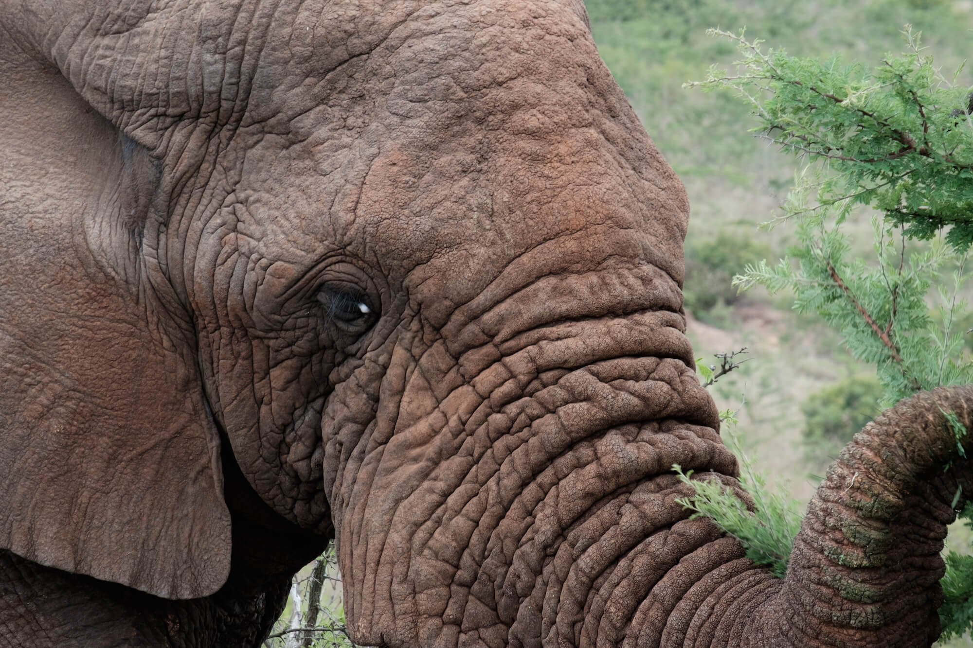 safari in south africa