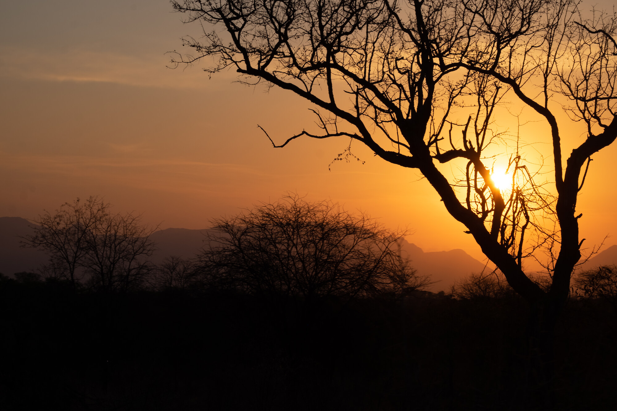 safari in south africa