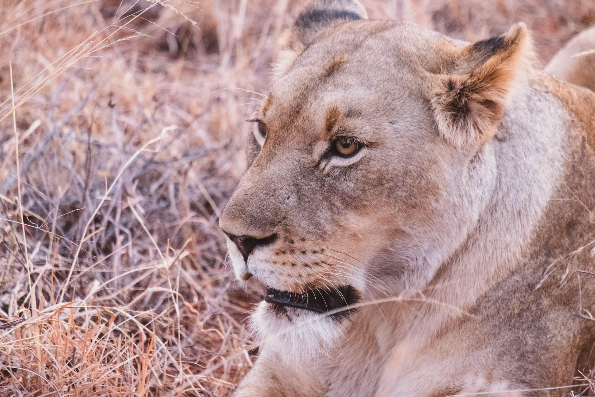 safari in south africa