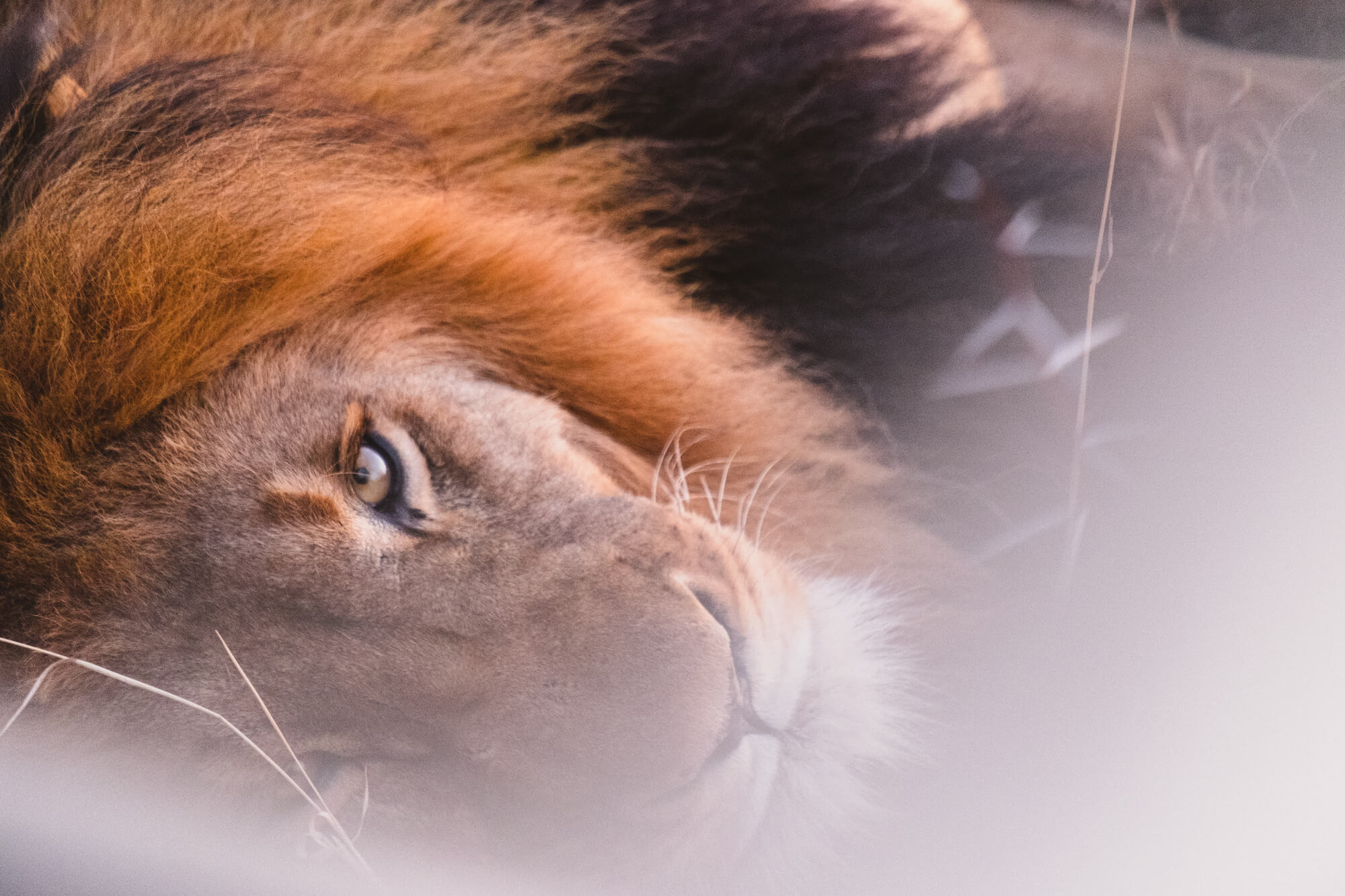 safari in south africa