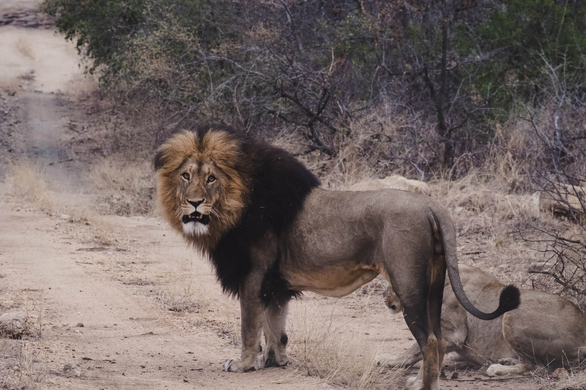 safari in south africa