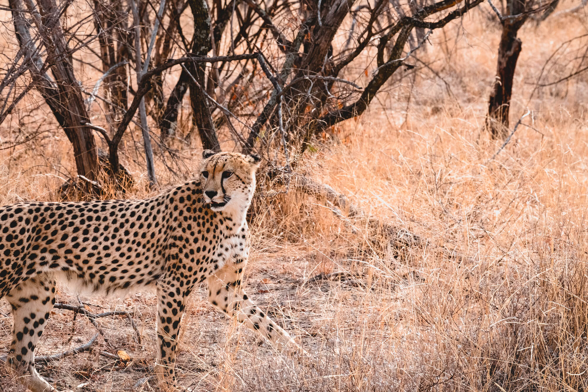 safari in south africa